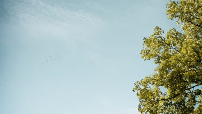 Park auf der Harburger Schlossinsel